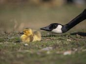 Baby Canada Geese