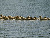 Baby Canada Geese