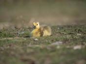 Baby Canada Geese