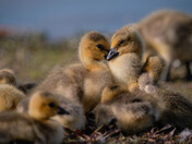 Baby Canada Geese