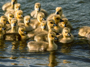 Baby Canada Geese