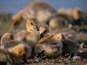 Baby Canada Geese