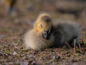 Baby Canada Geese