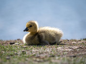 Baby Canada Geese