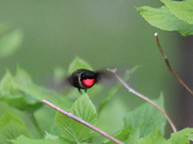 hummer 