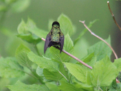 hummer 