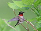 hummer 