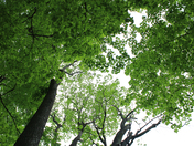 In joying the Out doors 