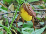 In joying the Out doors 