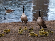 Geese And Goslings In A Spring Park