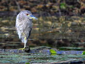 Young Night Heron