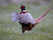 Ring-necked Pheasant