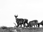 Black and white photo of Qamanirjuaq barren-ground caribou grazing while migrating to their summer home on the arctic tundra in Nunavut
