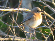 Bluebird female
