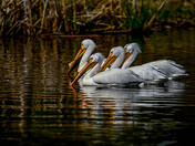 Pelican