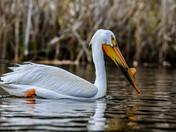 Pelican