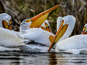 Pelican