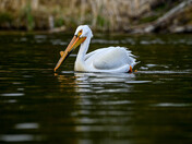 Pelican