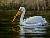Pelican