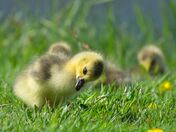 Canada Goose gosling