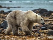 Arctic Prince