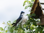 Tree Swallow Housekeeping