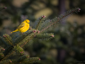 Yellow Warbler (male) - Pink buds