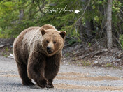 Rocky Mountain Grizzly 