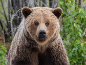 Rocky Mountain Grizzly 