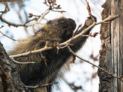 Porcupine out and about 