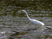 Great Egret in sparkling shallow water