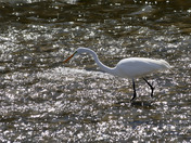 Great Egret in sparkling shallow water