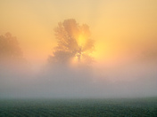 Fog light 