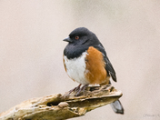 Spotted Towhee