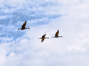 CRANES