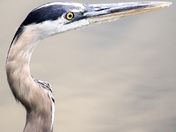 Elegant Heron