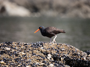 Black Oystercatcher walking across shells on a rock
