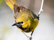 Orchard Oriole