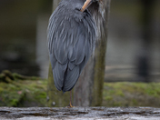 Fixing the feathers