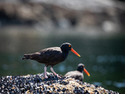 Black Oystercatcher walking across shells on a rock