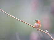 Rufous Hummingbird
