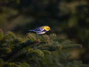 Black-throated Green Warbler