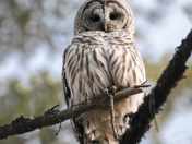 Barred owl