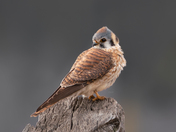 American kestrel