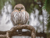 Pygmy owl
