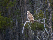 Hawk (Red Tail? Swainson?)