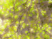 Spring is finally irrevocable in Calgary this year. 