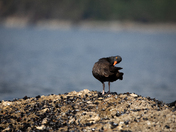Black Oystercatcher ruffling and cleaning its feathers while standing on a shell covered rock with water in the background