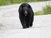 Black Bear wandering on a road 