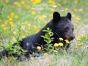 Black Bear among Dandelions 